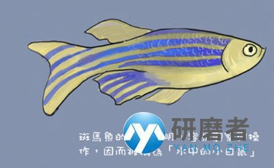 斑馬魚